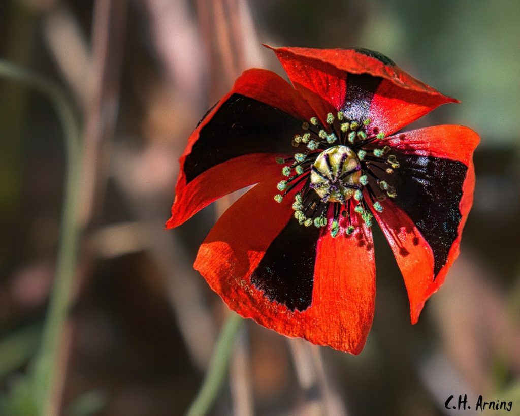 poppy