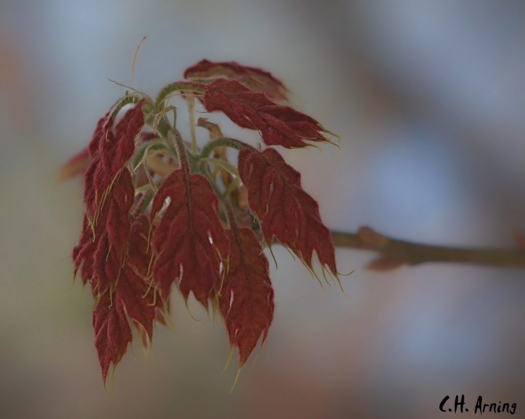 Red Leaves in Spring