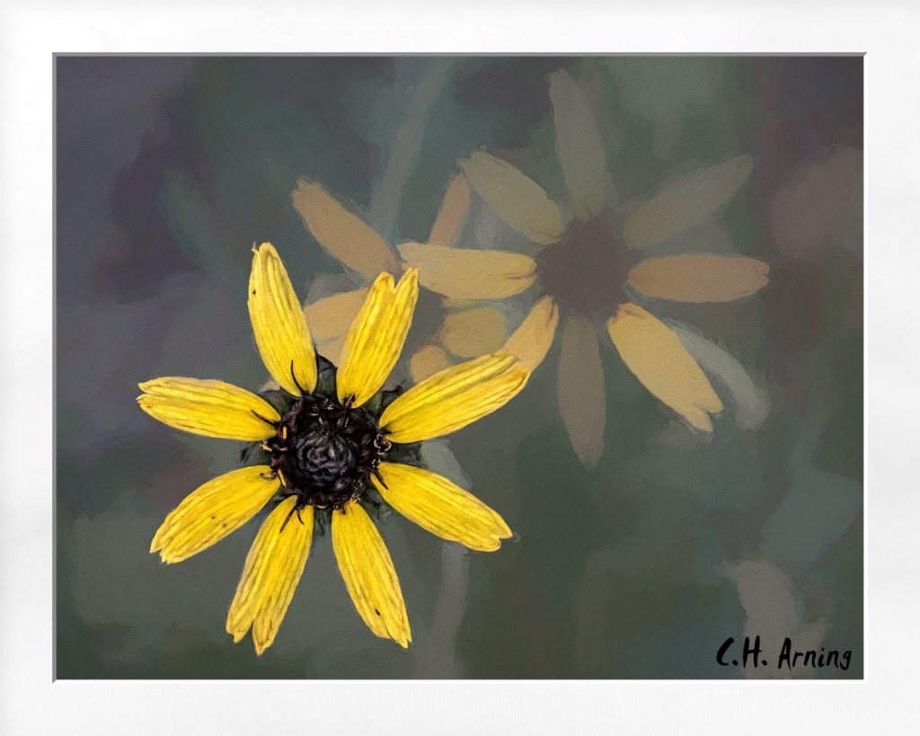 You're a sunflower