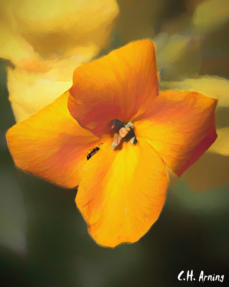 ant-pollinated flower
