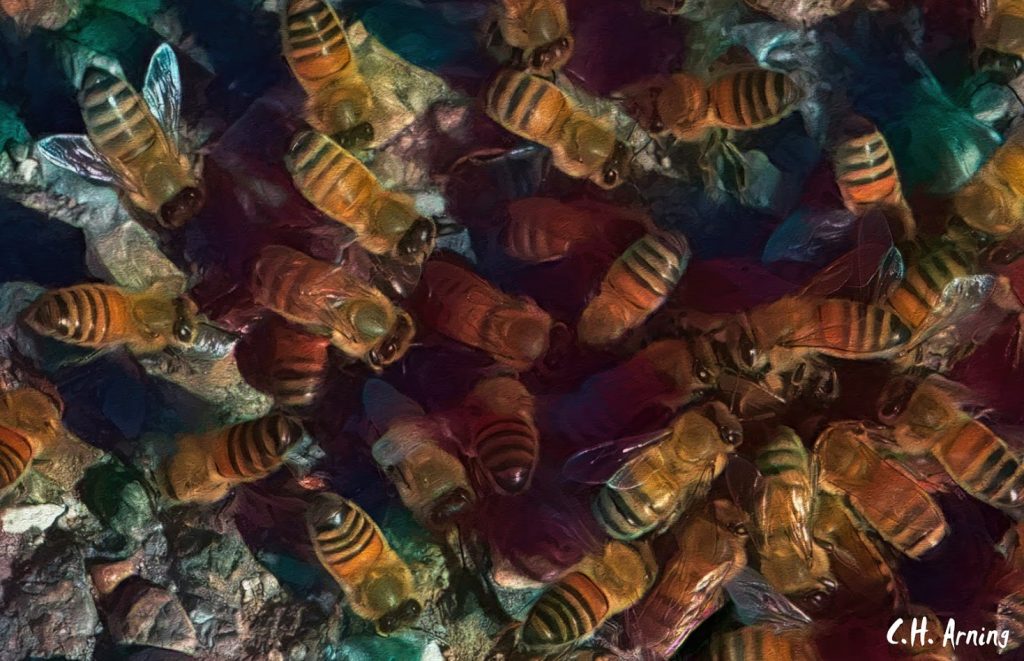 swarm