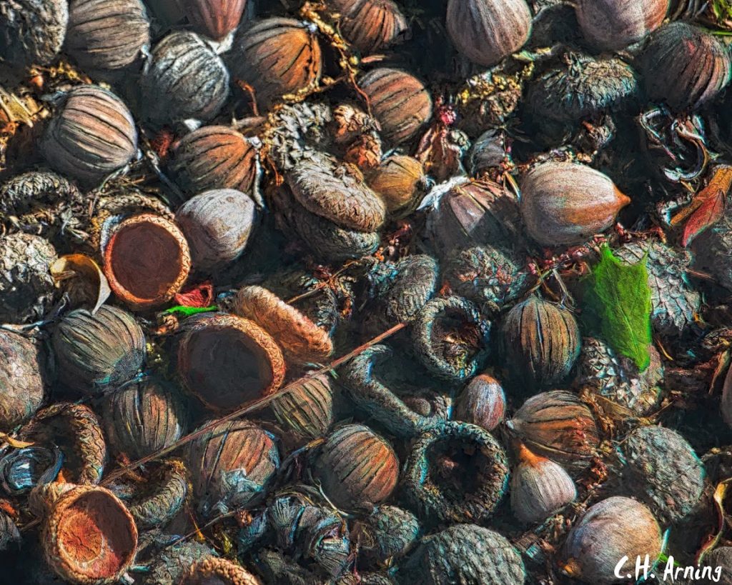 Acorns
