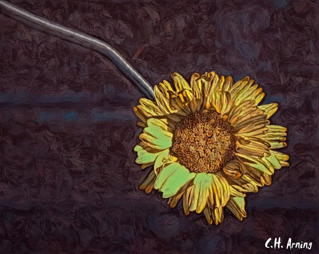 morning flower