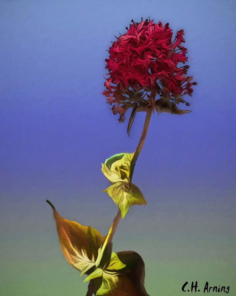 floral explosion