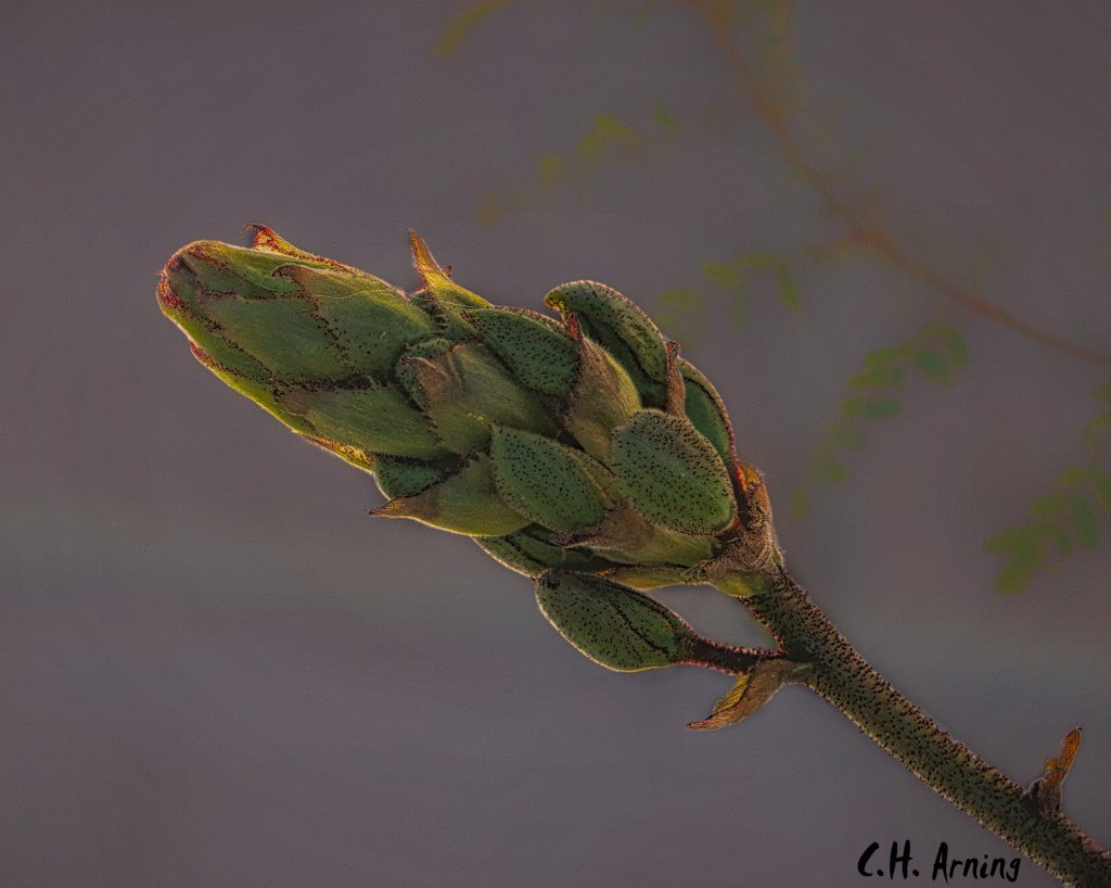 aphids