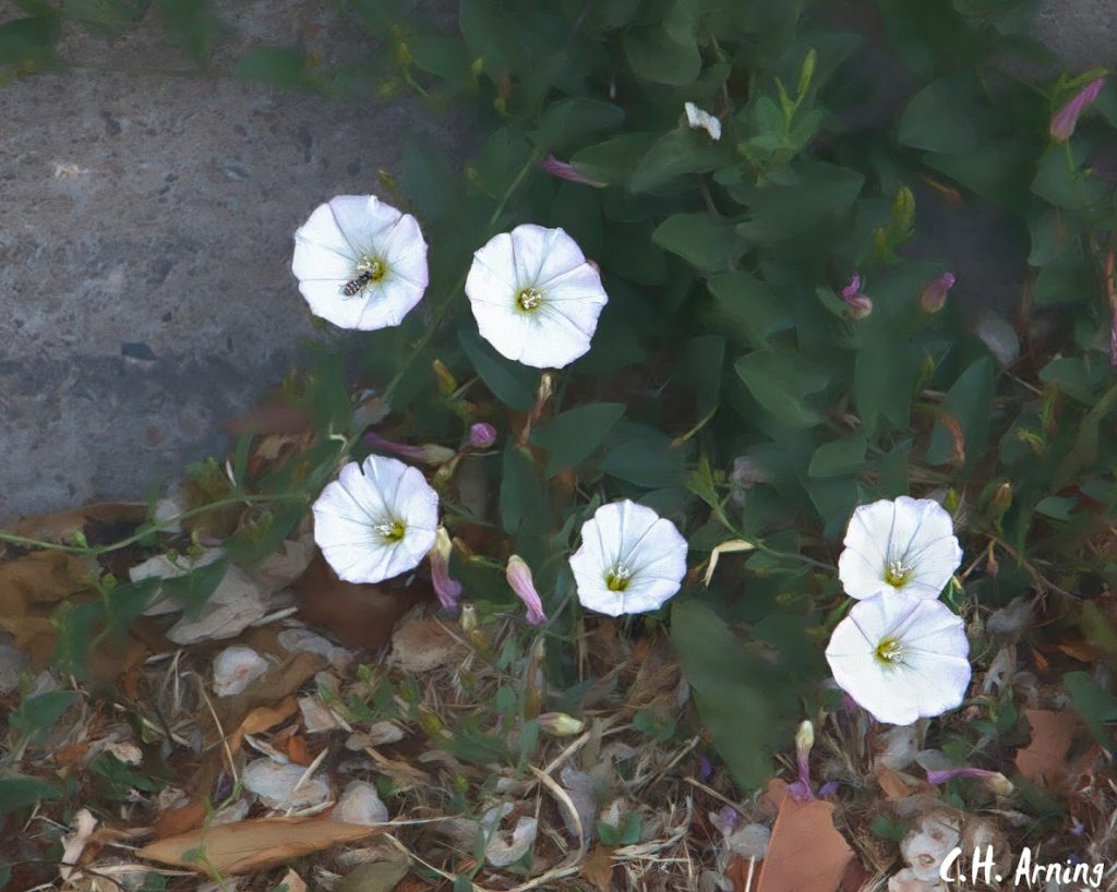 curb flowers