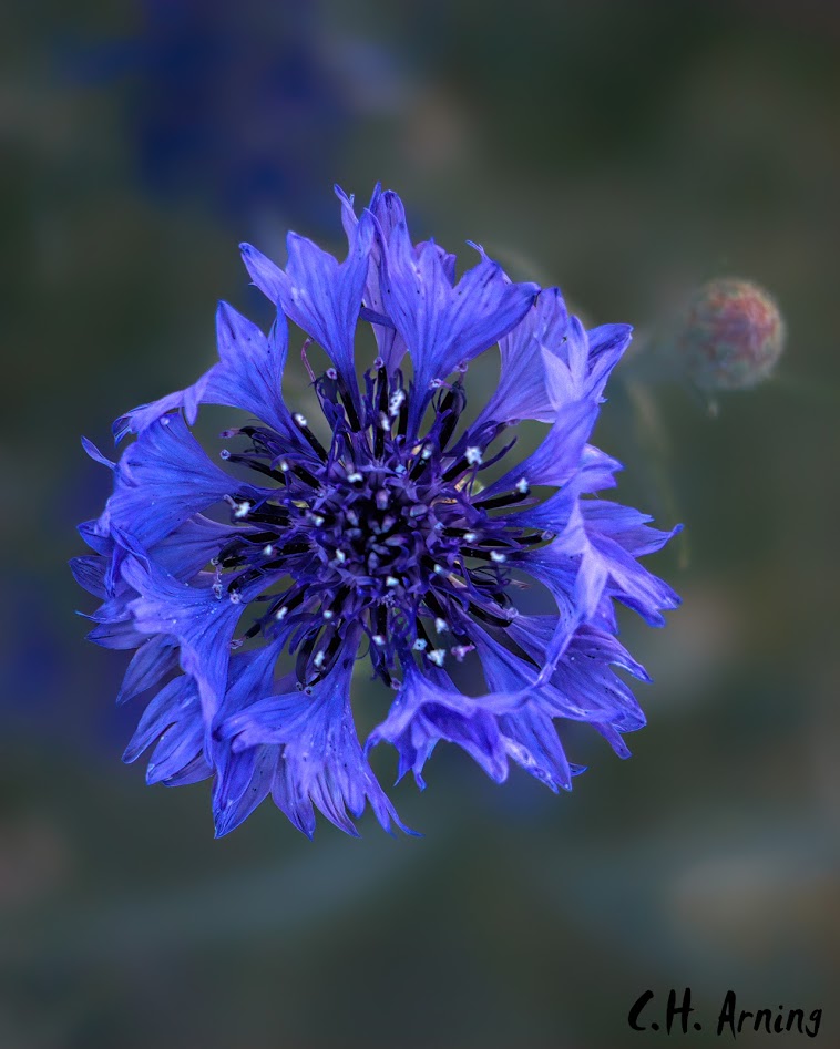 spring fireworks