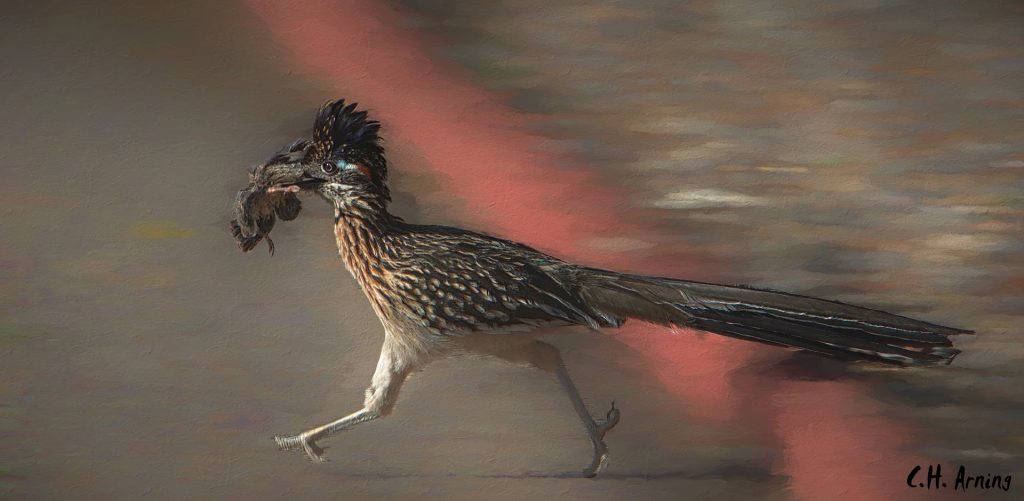 Bird Hunting