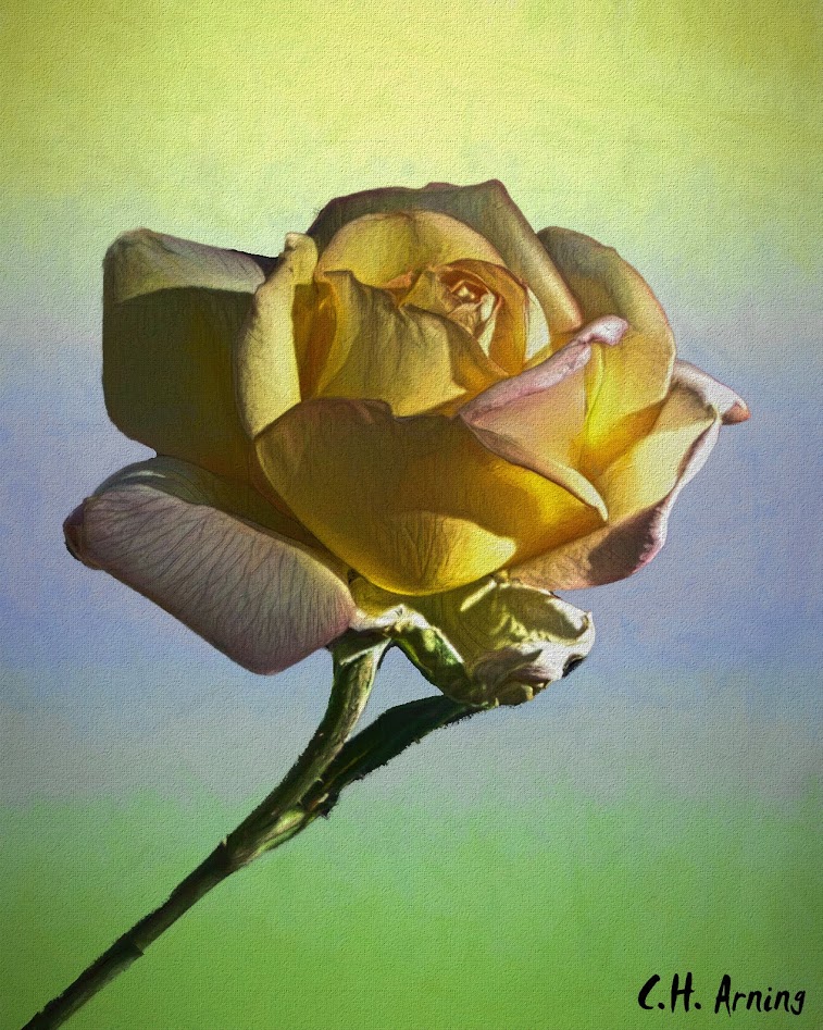 Yellow Rose