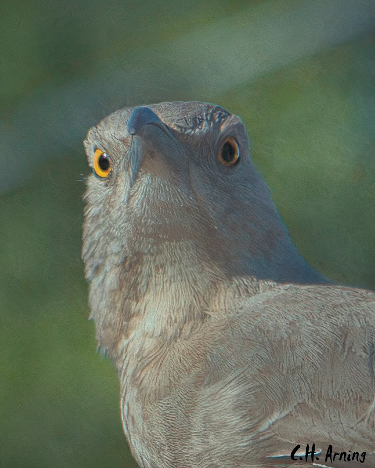 Curved Bill Thrasher