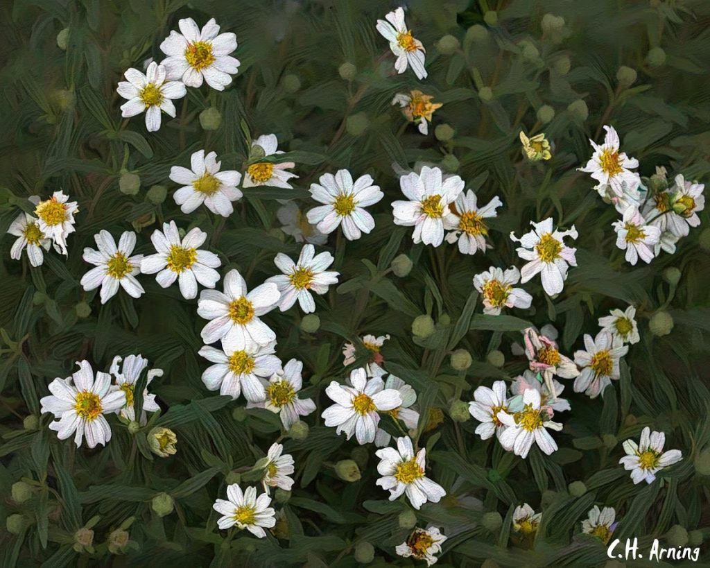 Nature's bouquet