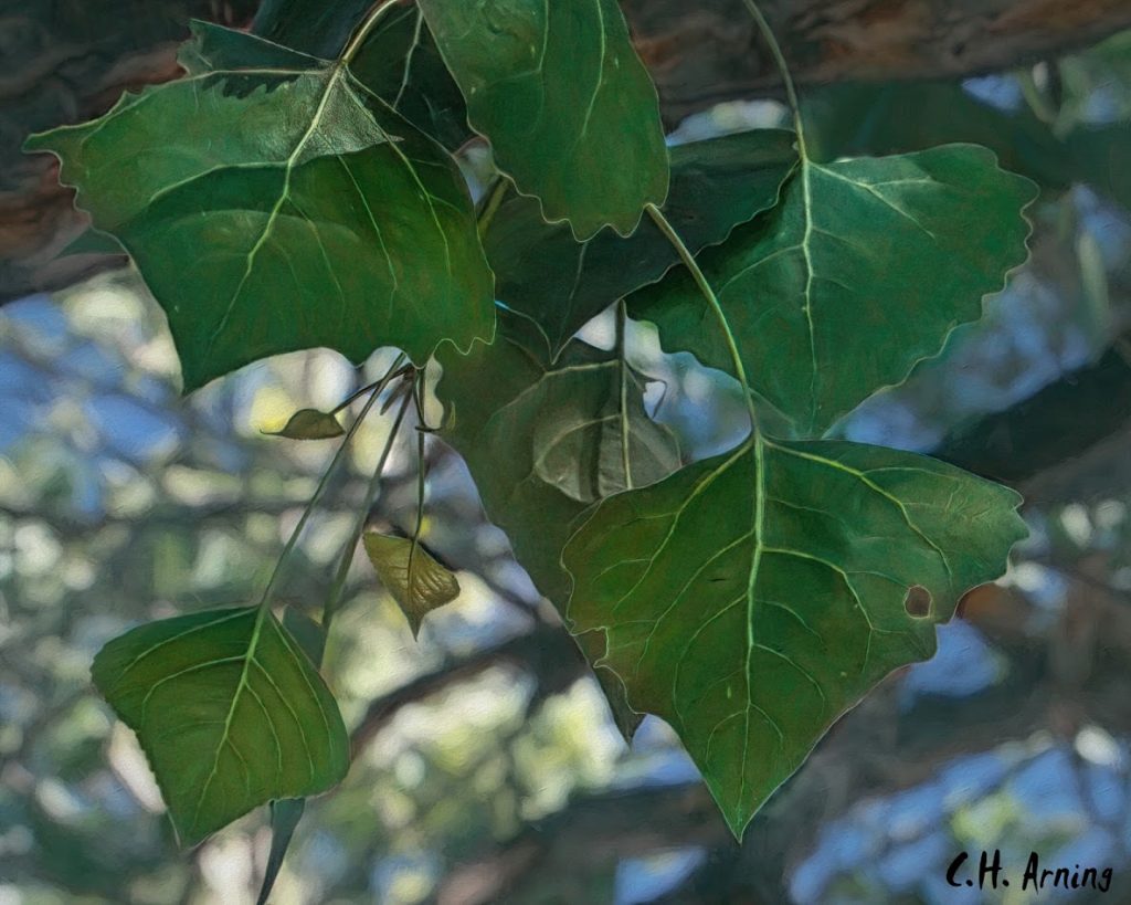 New Leafs