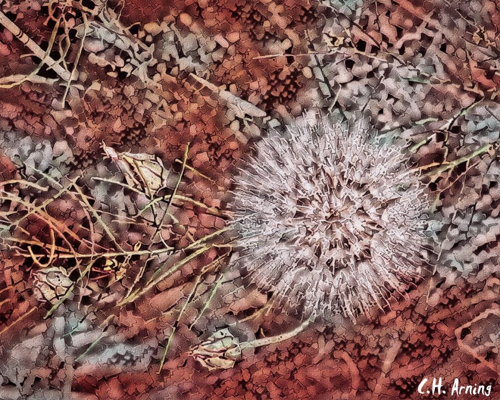 dandelion