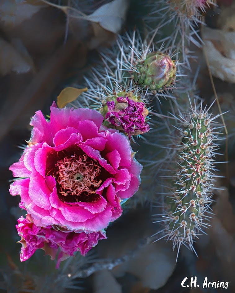 Cactus blossom