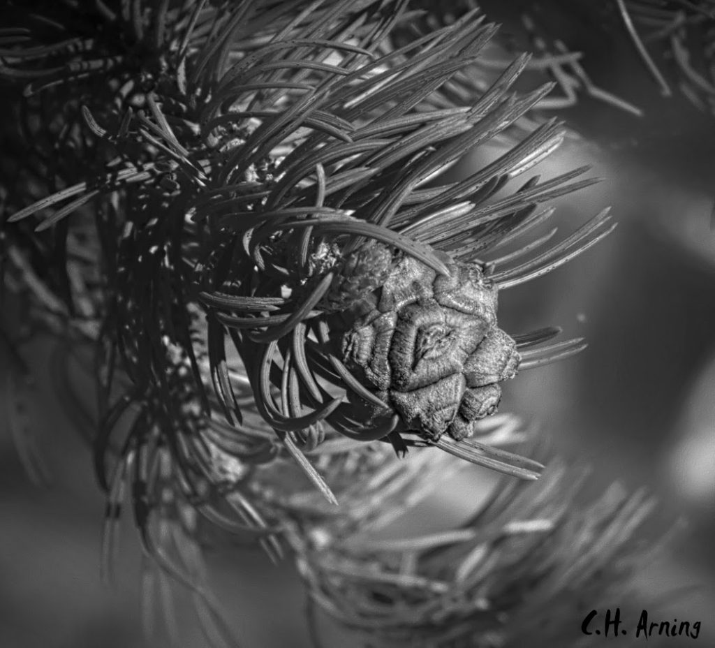 New Pine Cone