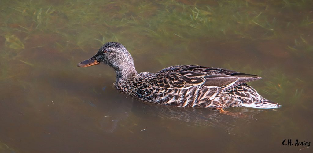 duckscaping
