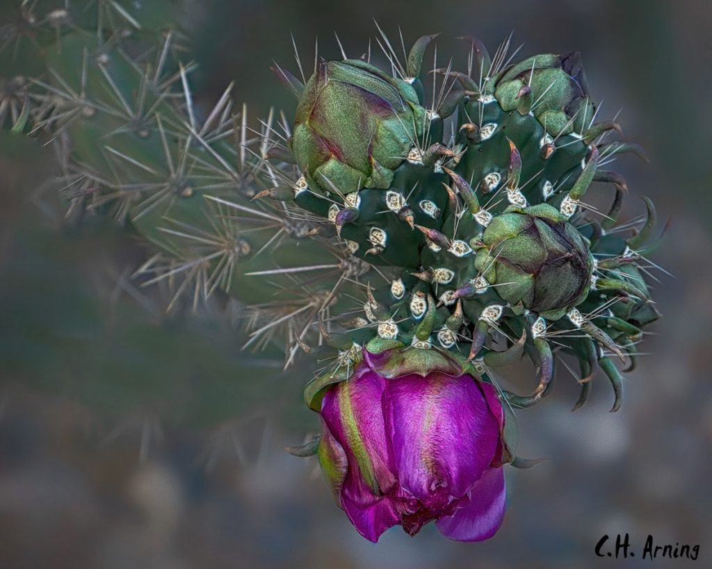 Cactus Flower