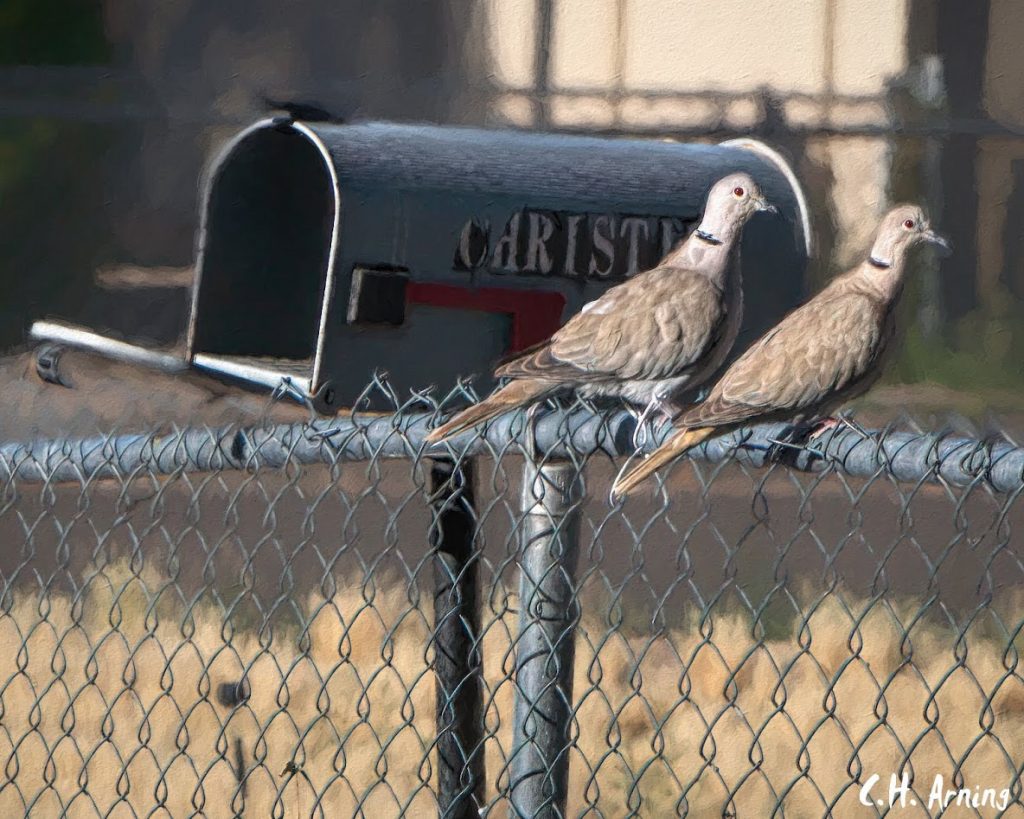 Dos Doves