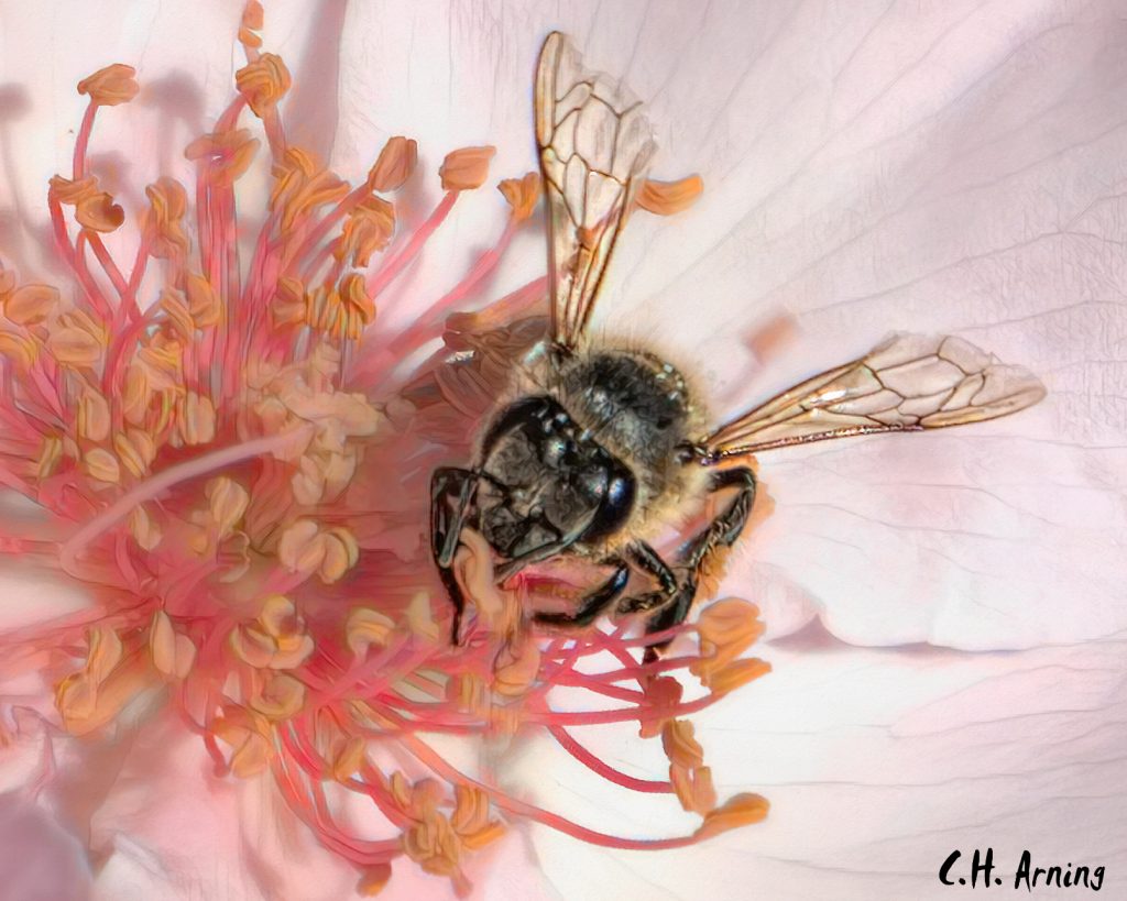 Bee