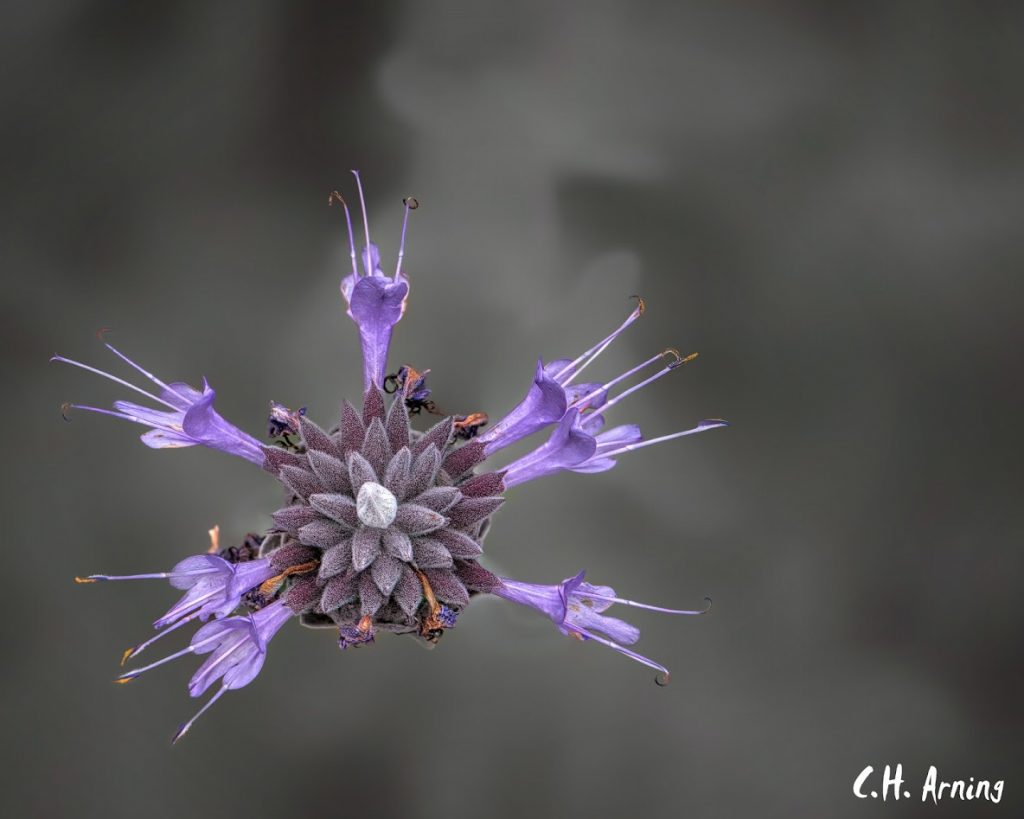 Backyard Flower