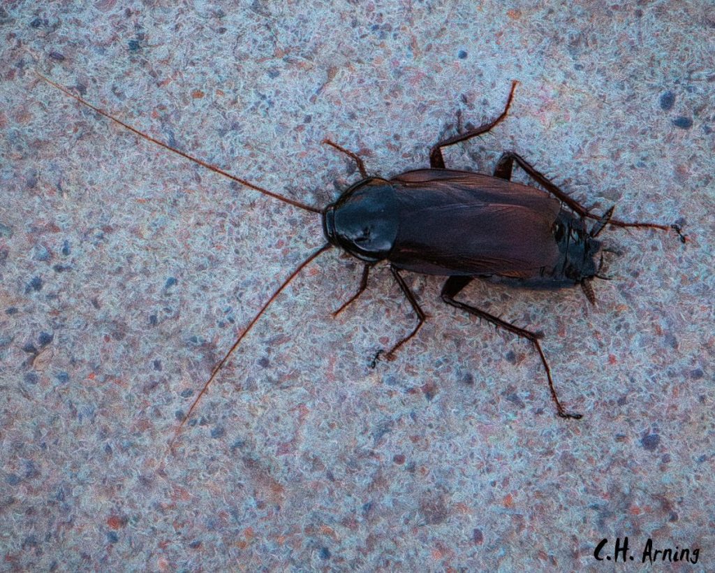 cucaracha