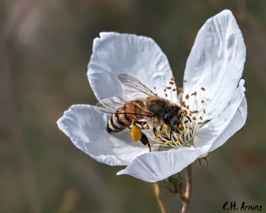 bee-autiful