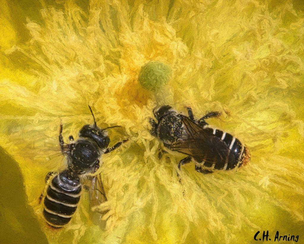 Bee Blessedness