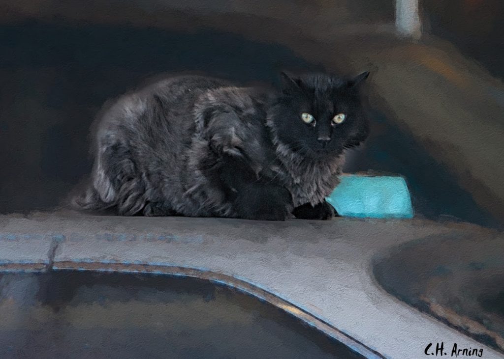 Junkyard Cat