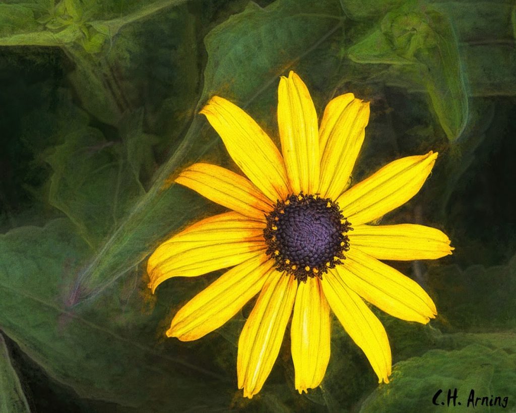 black-eyed Susan