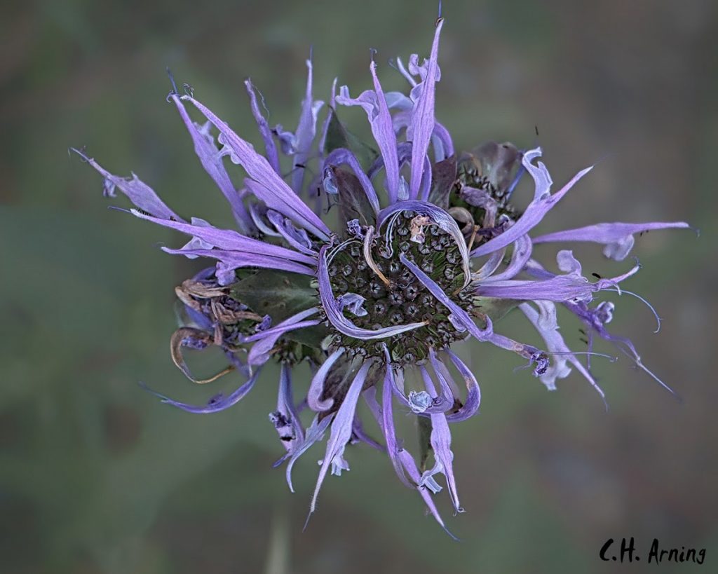 Wild Flower