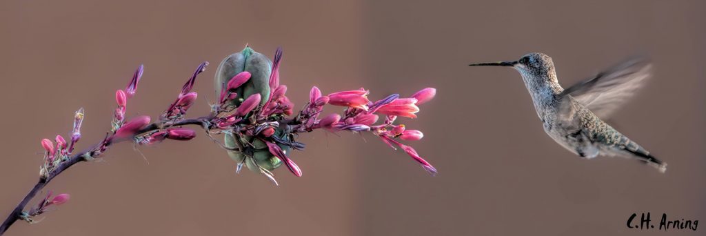 Red Yucca with bird