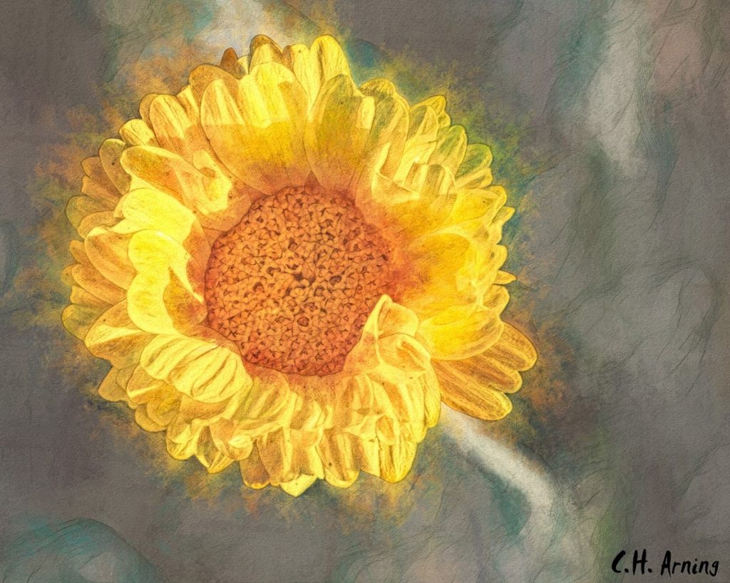 Small Yellow Flower