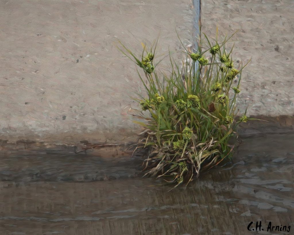 Urban River