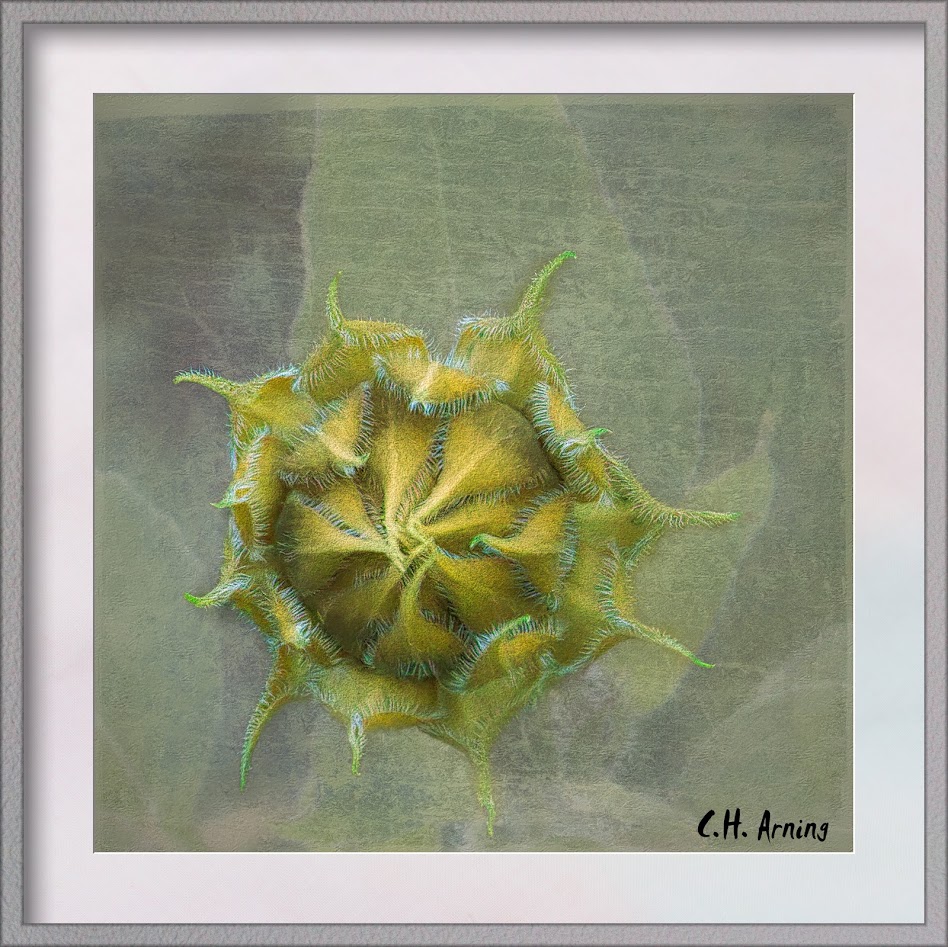 Baby Sunflower
