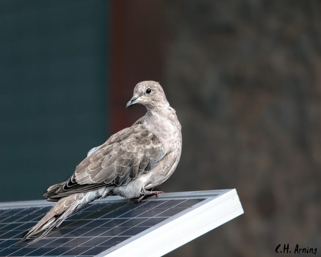 Solar Dove