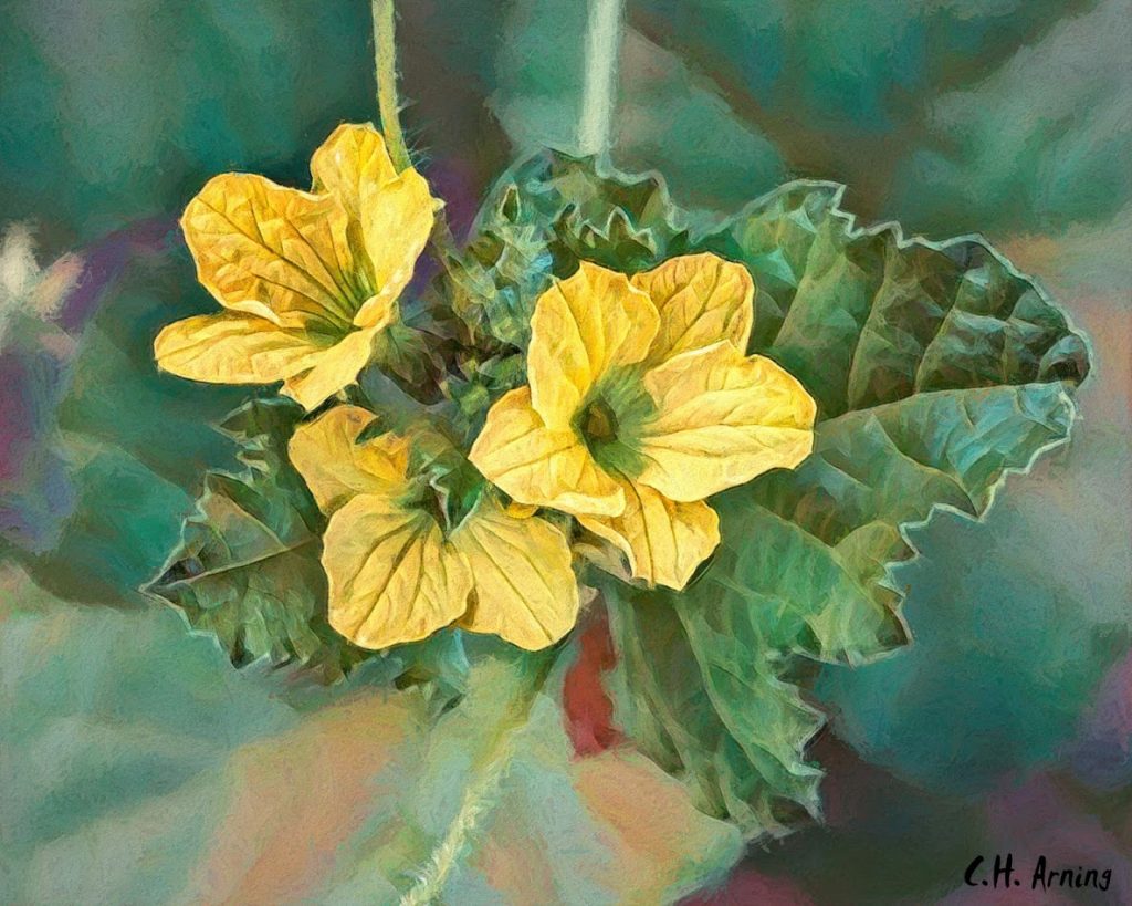 Yellow Blossom