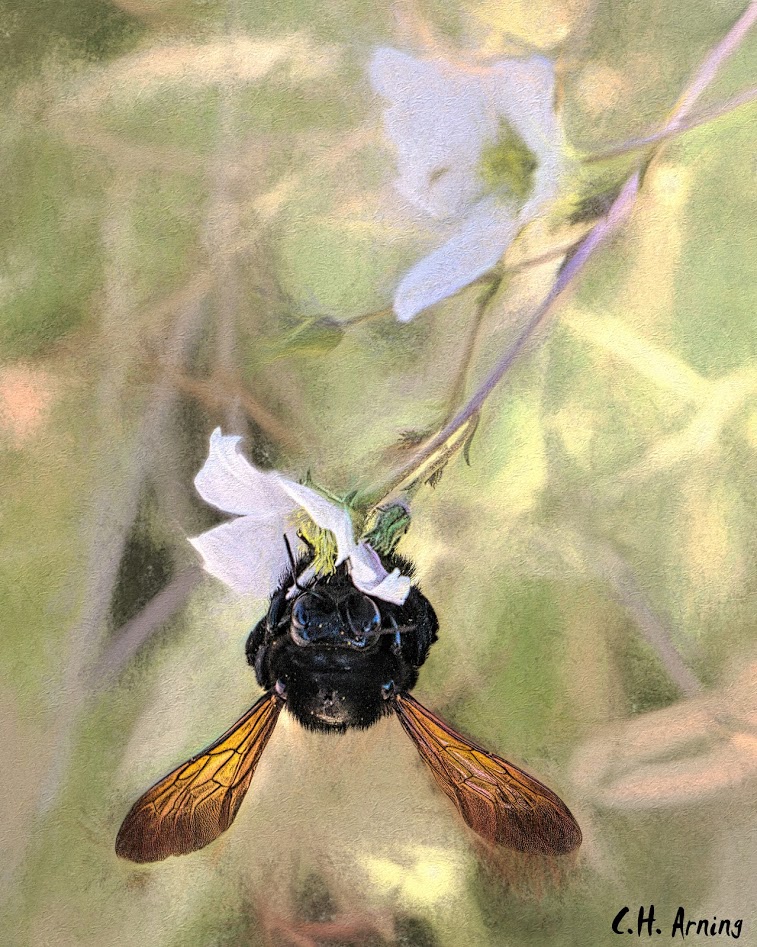 Carpenter Bee