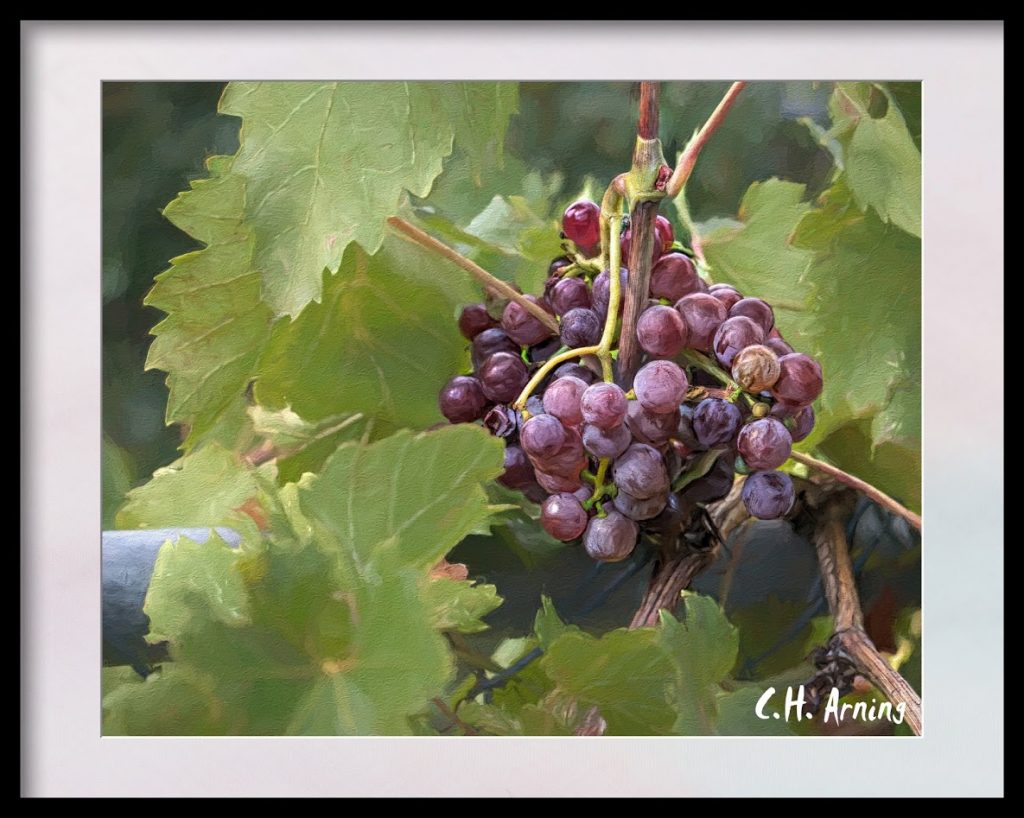 Grapes of Summer