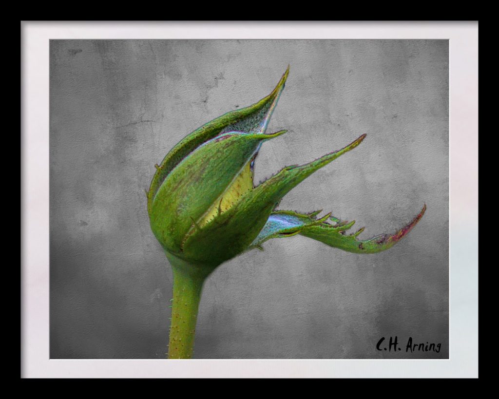 Anthesis