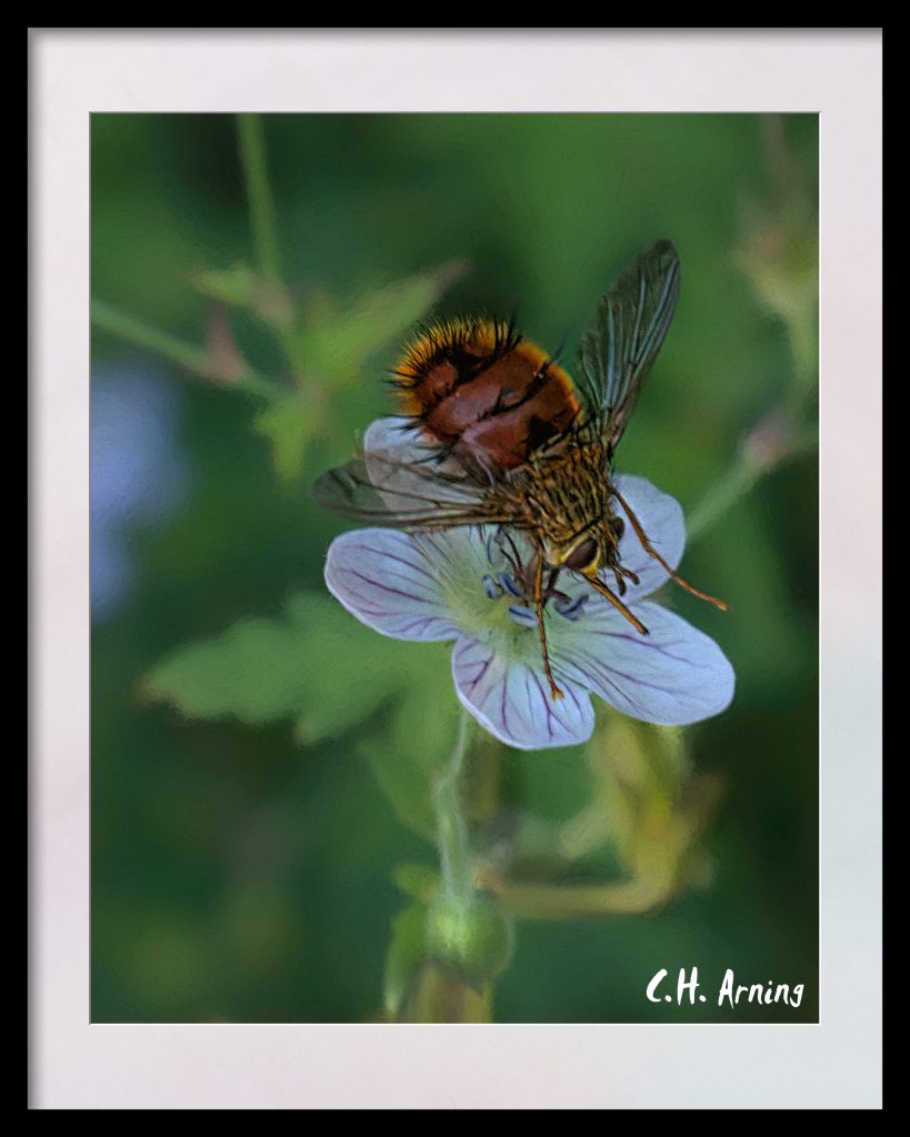 Small wildlife