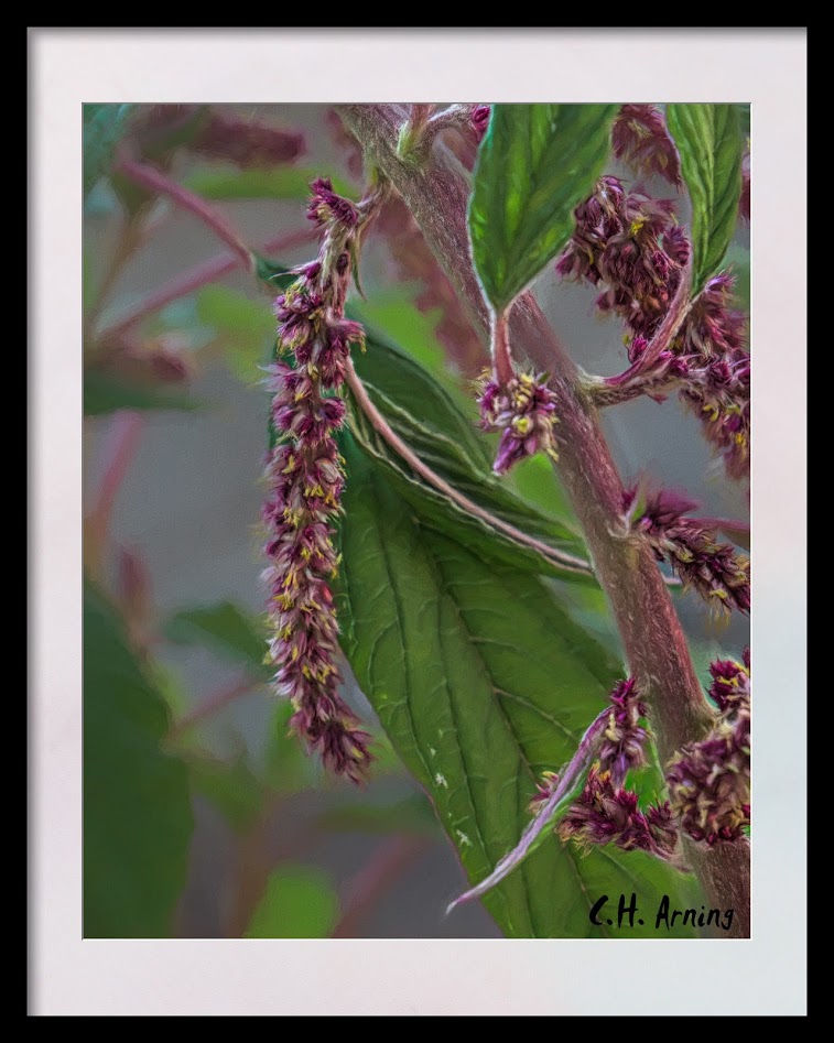 Love Lies Bleeding