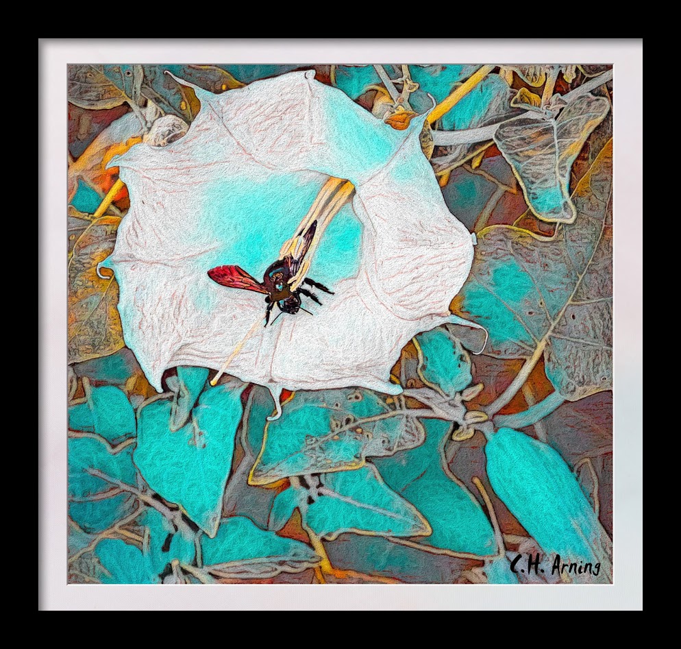 Moonflower