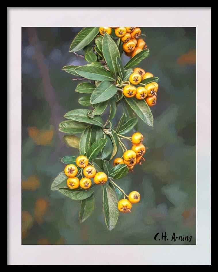 Pyracantha
