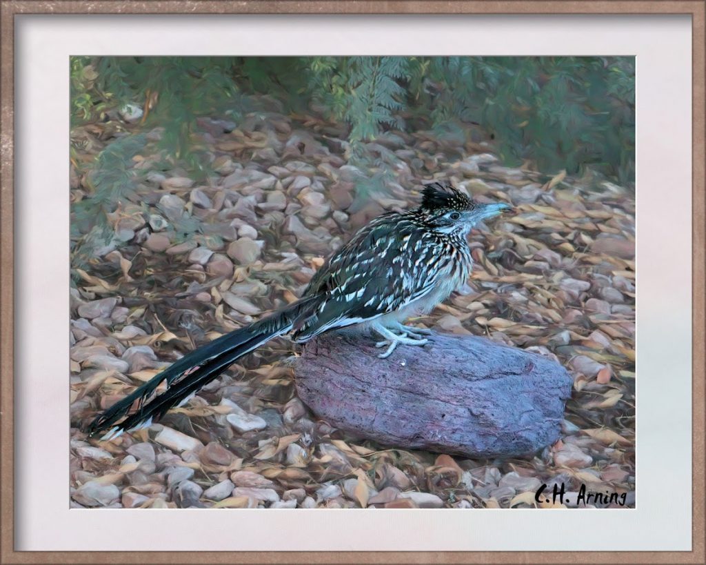 juvenile