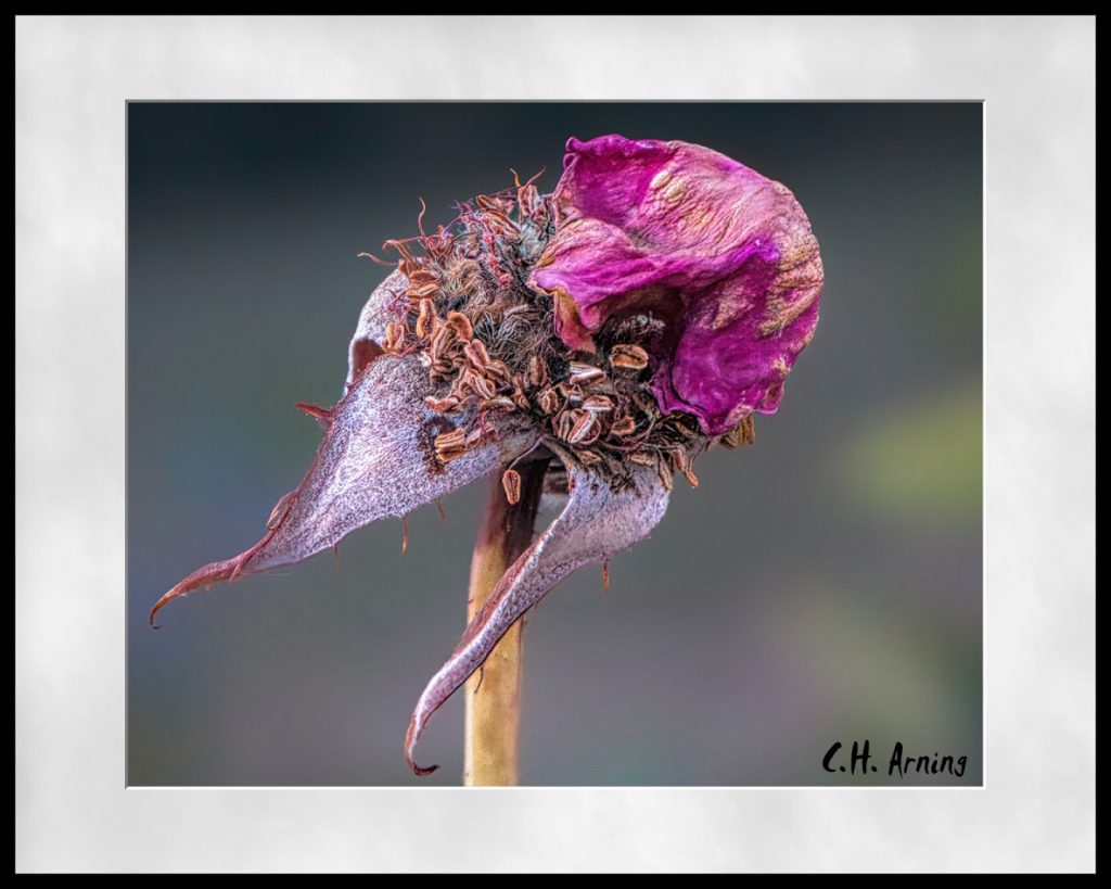 post rose