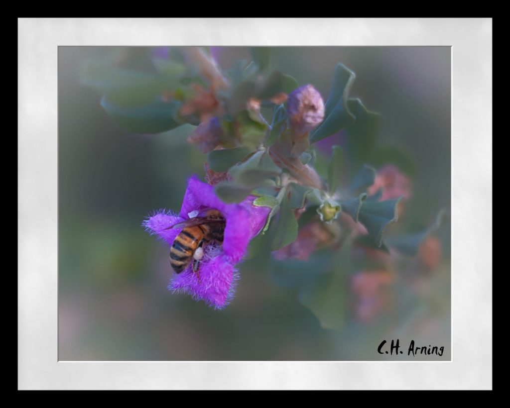 Pollen Collector
