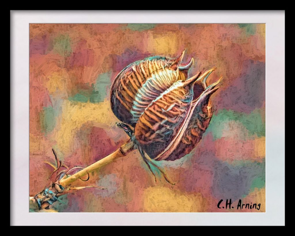 Seed Pod