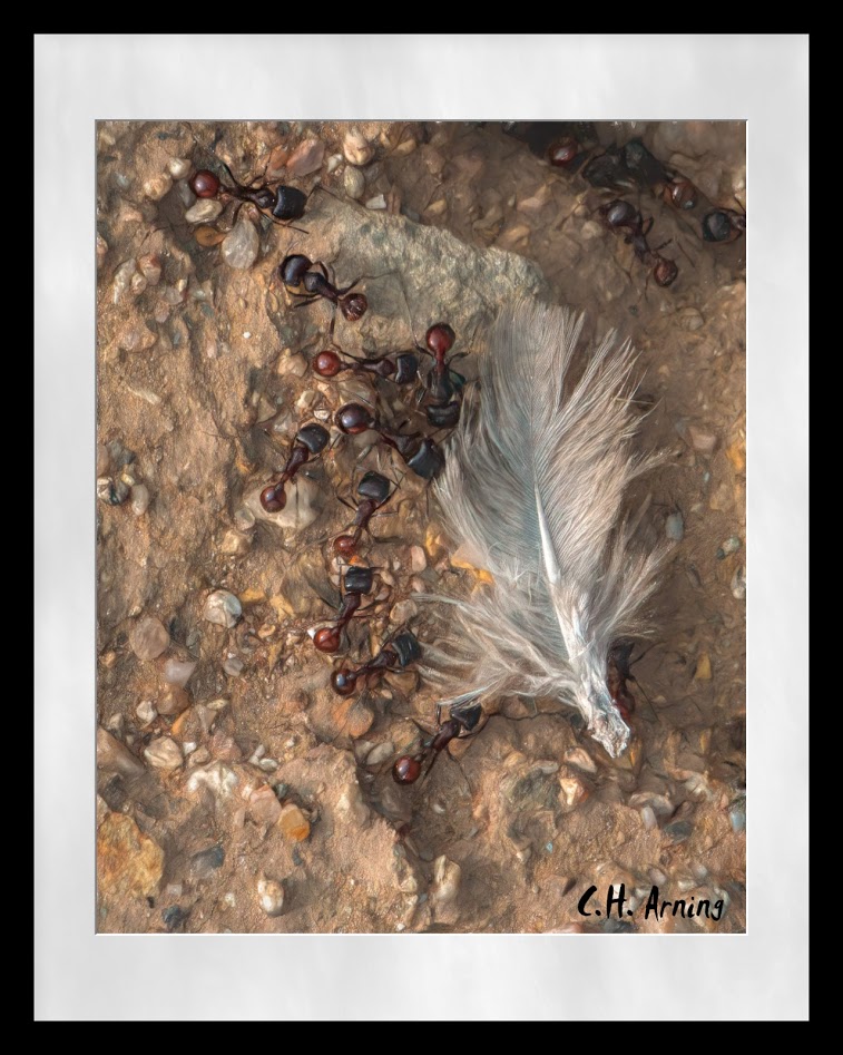 Light as a Feather
