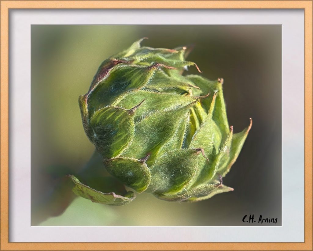 sunflower bud