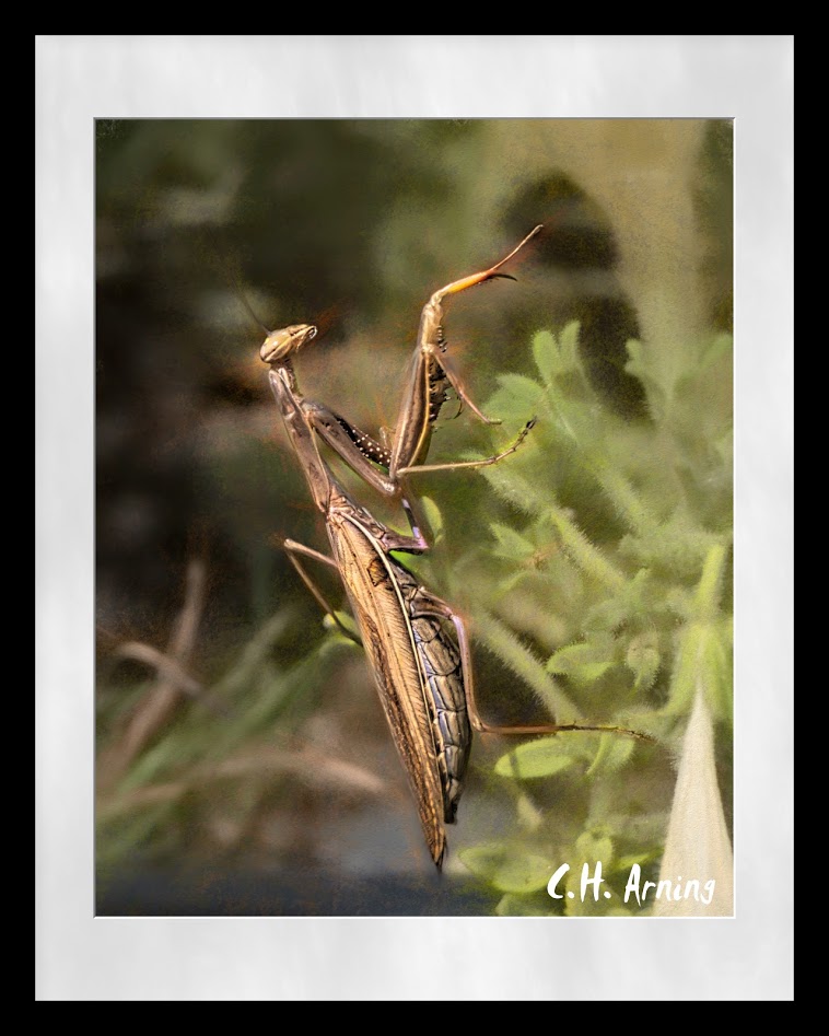 mantis